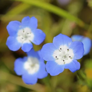 Baby Blue Eyes Seeds – Nemophila Menziesii – 30 Seeds – Soft Blue Spring Annual for Partial Shade Gardens - Image 11