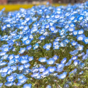 Baby Blue Eyes Seeds – Nemophila Menziesii – 30 Seeds – Soft Blue Spring Annual for Partial Shade Gardens - Image 12