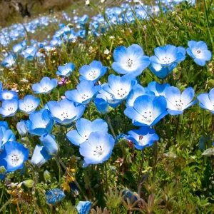 Baby Blue Eyes Seeds – Nemophila Menziesii – 30 Seeds – Soft Blue Spring Annual for Partial Shade Gardens - Image 13