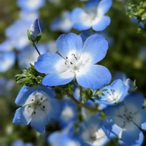 Baby Blue Eyes Seeds – Nemophila Menziesii – 30 Seeds – Soft Blue Spring Annual for Partial Shade Gardens - Image 14