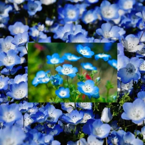 Baby Blue Eyes Seeds – Nemophila Menziesii – 30 Seeds – Soft Blue Spring Annual for Partial Shade Gardens - Image 2