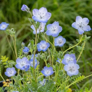 Baby Blue Eyes Seeds – Nemophila Menziesii – 30 Seeds – Soft Blue Spring Annual for Partial Shade Gardens - Image 3