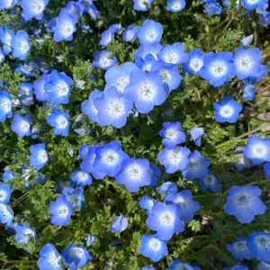 Baby Blue Eyes Seeds – Nemophila Menziesii – 30 Seeds – Soft Blue Spring Annual for Partial Shade Gardens - Image 4