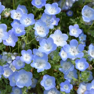 Baby Blue Eyes Seeds – Nemophila Menziesii – 30 Seeds – Soft Blue Spring Annual for Partial Shade Gardens - Image 5