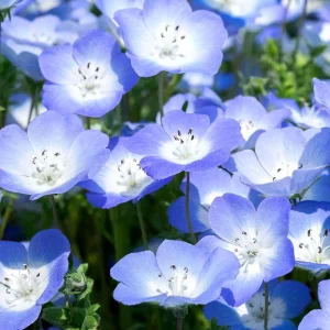 Baby Blue Eyes Seeds – Nemophila Menziesii – 30 Seeds – Soft Blue Spring Annual for Partial Shade Gardens - Image 6