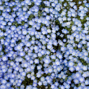 Baby Blue Eyes Seeds – Nemophila Menziesii – 30 Seeds – Soft Blue Spring Annual for Partial Shade Gardens - Image 7
