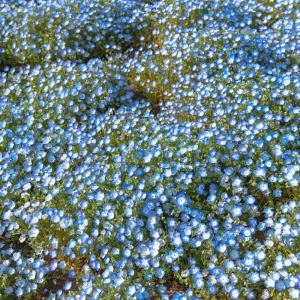 Baby Blue Eyes Seeds – Nemophila Menziesii – 30 Seeds – Soft Blue Spring Annual for Partial Shade Gardens - Image 8