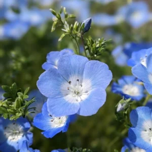 Baby Blue Eyes Seeds – Nemophila Menziesii – 30 Seeds – Soft Blue Spring Annual for Partial Shade Gardens - Image 9