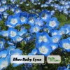 Baby Blue Eyes Seeds – Nemophila Menziesii – 30 Seeds – Soft Blue Spring Annual for Partial Shade Gardens - Image 1