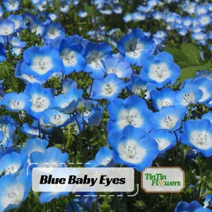 Baby Blue Eyes Seeds – Nemophila Menziesii – 30 Seeds – Soft Blue Spring Annual for Partial Shade Gardens - Image 1