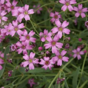 Baby's Breath Seeds - Gypsophila fastigiata - Mix 2 - 30 Seeds - Image 10