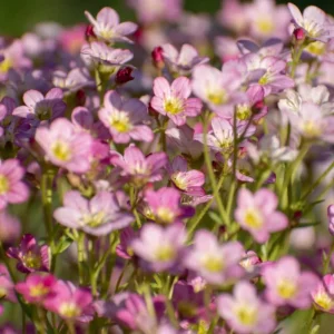 Baby's Breath Seeds - Gypsophila fastigiata - Mix 2 - 30 Seeds - Image 11