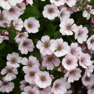 Baby's Breath Seeds - Gypsophila fastigiata - Mix 2 - 30 Seeds - Image 12