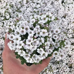 Baby's Breath Seeds - Gypsophila fastigiata - Mix 2 - 30 Seeds - Image 13