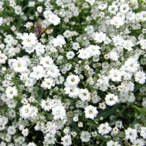 Baby's Breath Seeds - Gypsophila fastigiata - Mix 2 - 30 Seeds - Image 4