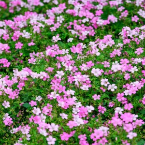 Baby's Breath Seeds - Gypsophila fastigiata - Mix 2 - 30 Seeds - Image 5