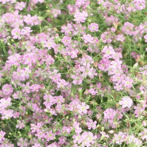 Baby's Breath Seeds - Gypsophila fastigiata - Mix 2 - 30 Seeds - Image 6