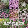Baby's Breath Seeds - Gypsophila fastigiata - Mix 2 - 30 Seeds - Image 1