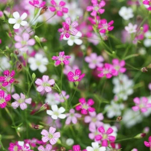 Baby's Breath Seeds - Gypsophila fastigiata - Mix 2 - 30 Seeds - Image 7