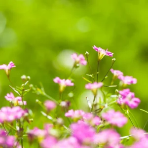 Baby's Breath Seeds - Gypsophila fastigiata - Mix 2 - 30 Seeds - Image 8
