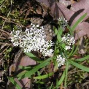Baby's Breath Seeds - Gypsophila fastigiata - Mix 2 - 30 Seeds - Image 9