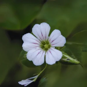 Baby's Breath Seeds - Gypsophila fastigiata - White Chalk, 30 Seeds, Cold & Drought Resistant - Image 10