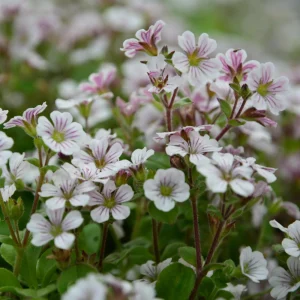 Baby's Breath Seeds - Gypsophila fastigiata - White Chalk, 30 Seeds, Cold & Drought Resistant - Image 14