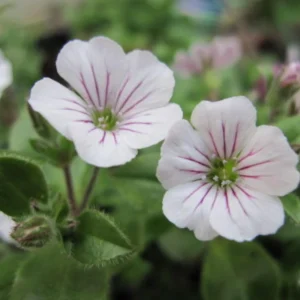 Baby's Breath Seeds - Gypsophila fastigiata - White Chalk, 30 Seeds, Cold & Drought Resistant - Image 15