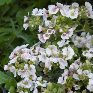 Baby's Breath Seeds - Gypsophila fastigiata - White Chalk, 30 Seeds, Cold & Drought Resistant - Image 2