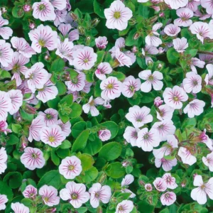Baby's Breath Seeds - Gypsophila fastigiata - White Chalk, 30 Seeds, Cold & Drought Resistant - Image 3
