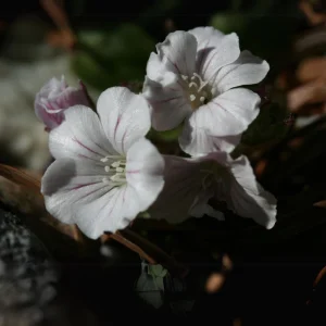 Baby's Breath Seeds - Gypsophila fastigiata - White Chalk, 30 Seeds, Cold & Drought Resistant - Image 4
