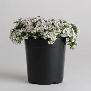Baby's Breath Seeds - Gypsophila fastigiata - White Chalk, 30 Seeds, Cold & Drought Resistant - Image 5