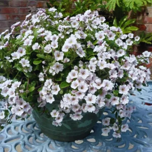 Baby's Breath Seeds - Gypsophila fastigiata - White Chalk, 30 Seeds, Cold & Drought Resistant - Image 8