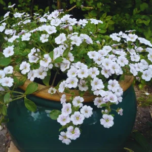 Baby's Breath Seeds - Gypsophila fastigiata - White Chalk, 30 Seeds, Cold & Drought Resistant - Image 9