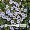 Baby's Breath Seeds - Gypsophila fastigiata - White Chalk, 30 Seeds, Cold & Drought Resistant - Image 1