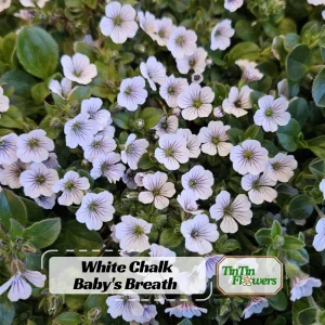 Baby's Breath Seeds - Gypsophila fastigiata - White Chalk, 30 Seeds, Cold & Drought Resistant - Image 1