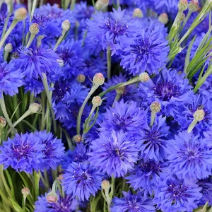 Bachelor Button Seeds - Mixed Cornflower Seeds - 20 Seeds - Easy Grow Annual - Image 2
