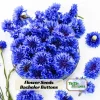 Bachelor Button Seeds - Mixed Cornflower Seeds - 20 Seeds - Easy Grow Annual - Image 1