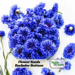 Bachelor Button Seeds - Mixed Cornflower Seeds - 20 Seeds - Easy Grow Annual - Image 1
