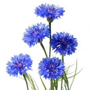 Bachelor Button Seeds - Mixed Cornflower Seeds - 20 Seeds - Easy Grow Annual - Image 4