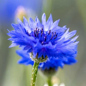 Bachelor Button Seeds - Mixed Cornflower Seeds - 20 Seeds - Easy Grow Annual - Image 5