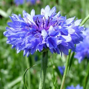 Bachelor Button Seeds - Mixed Cornflower Seeds - 20 Seeds - Easy Grow Annual - Image 6