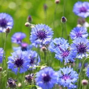 Bachelor Button Seeds - Mixed Cornflower Seeds - 20 Seeds - Easy Grow Annual - Image 7
