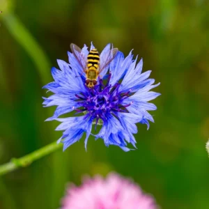Bachelor Button Seeds - Mixed Cornflower Seeds - 20 Seeds - Easy Grow Annual - Image 8