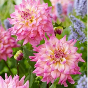 Bahama Mama Dahlia Seeds - 40+ Pollinator Friendly Heirloom Flower Seed Mix - Image 10