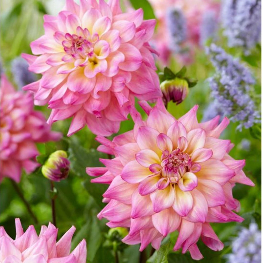 Bahama Mama Dahlia Seeds - 40+ Pollinator Friendly Heirloom Flower Seed Mix - Image 10