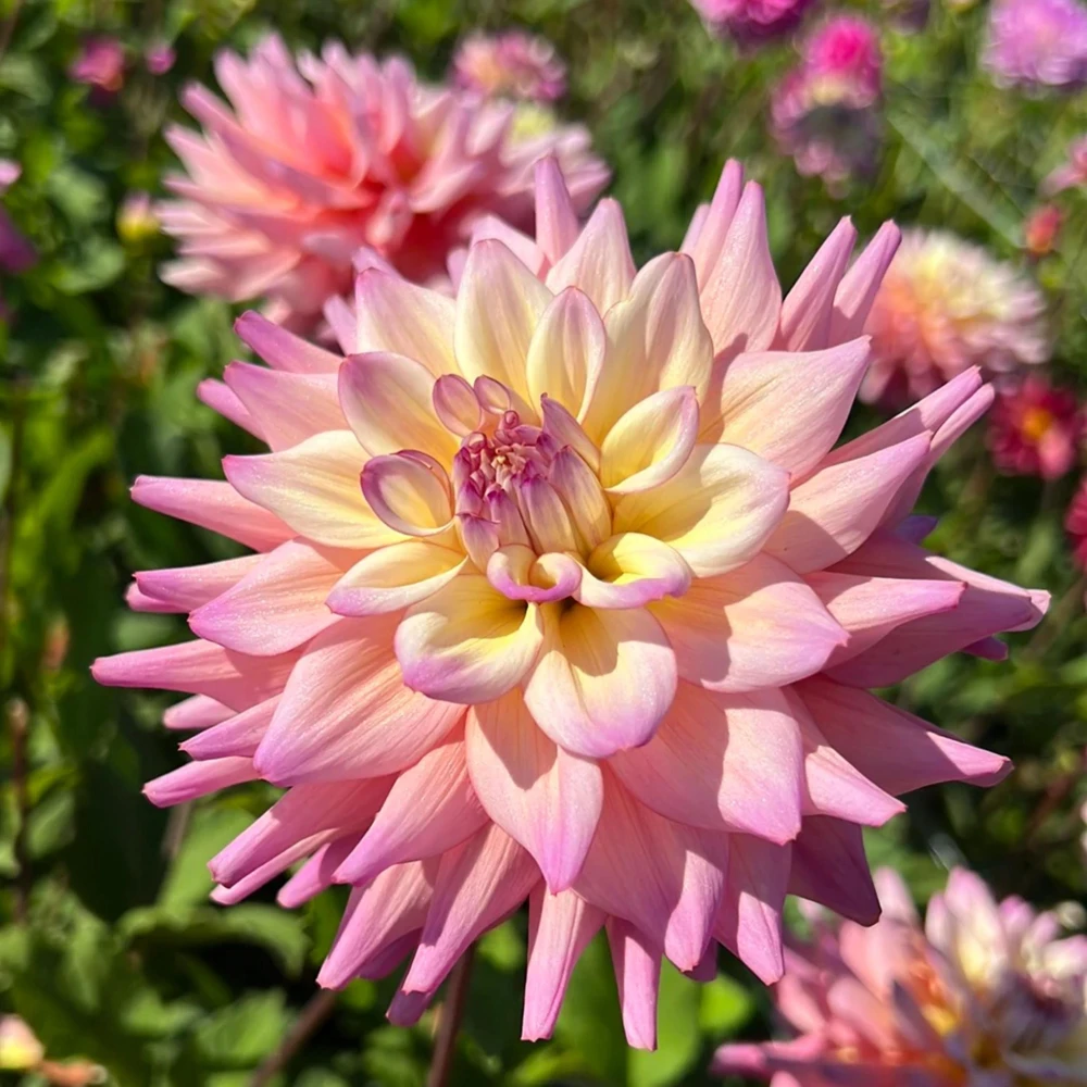 Bahama Mama Dahlia Seeds - 40+ Pollinator Friendly Heirloom Flower Seed Mix - Image 11