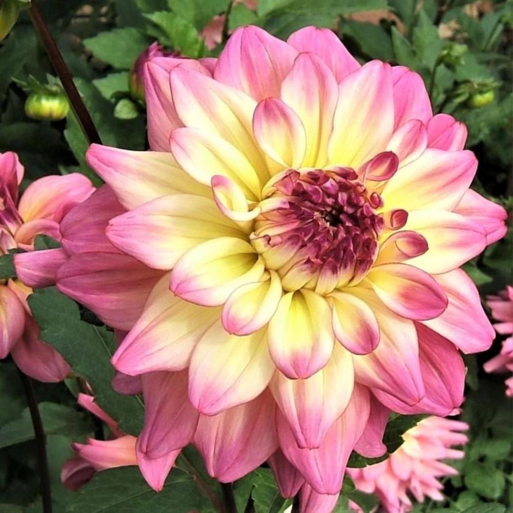 Bahama Mama Dahlia Seeds - 40+ Pollinator Friendly Heirloom Flower Seed Mix - Image 12