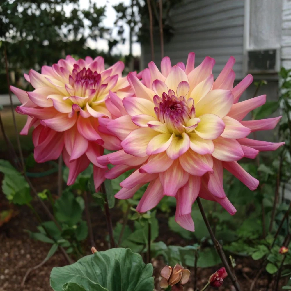 Bahama Mama Dahlia Seeds - 40+ Pollinator Friendly Heirloom Flower Seed Mix - Image 13