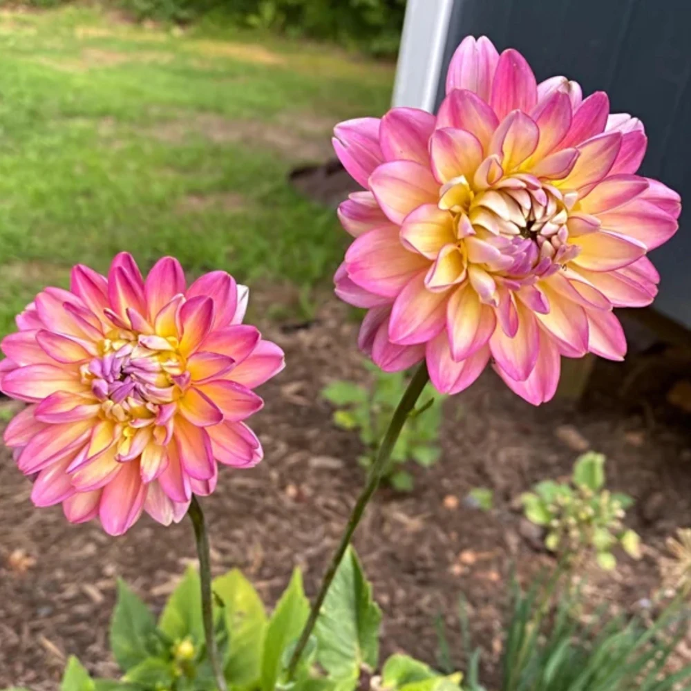 Bahama Mama Dahlia Seeds - 40+ Pollinator Friendly Heirloom Flower Seed Mix - Image 14
